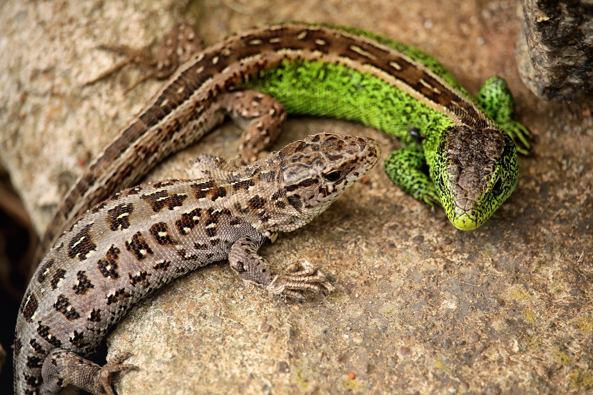Lacerta agilis