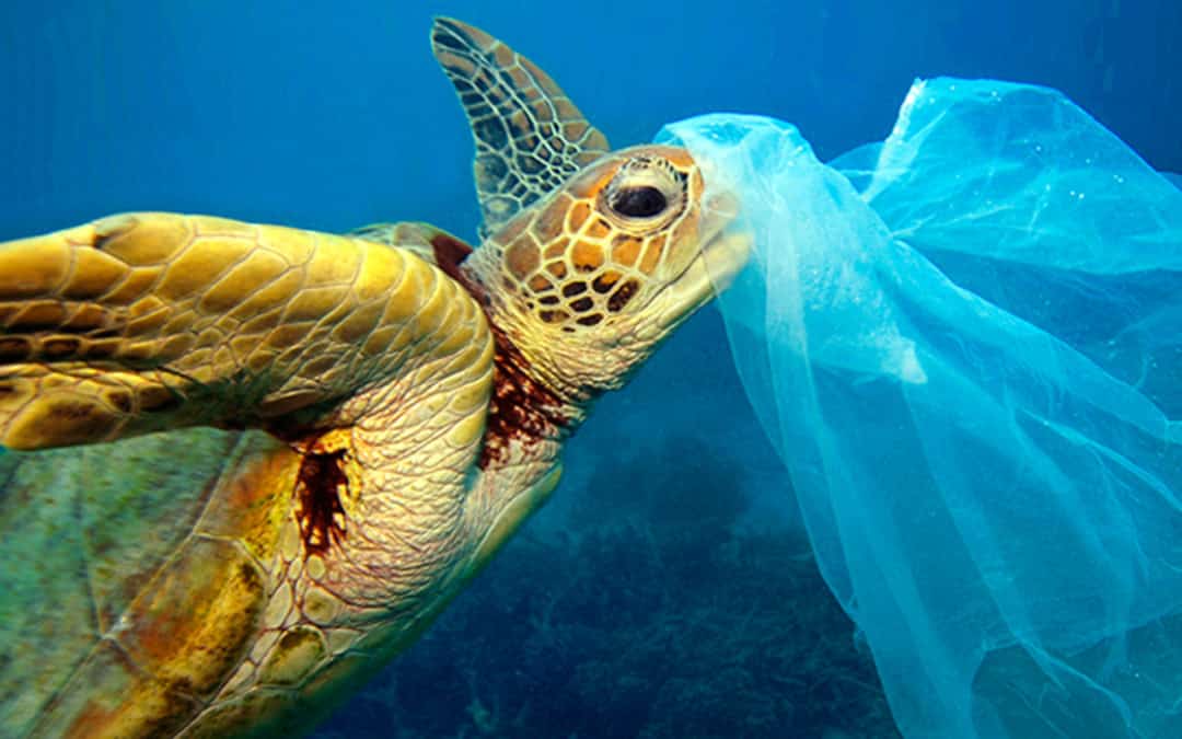 Os répteis… Estes animais do passado, ainda têm um futuro?