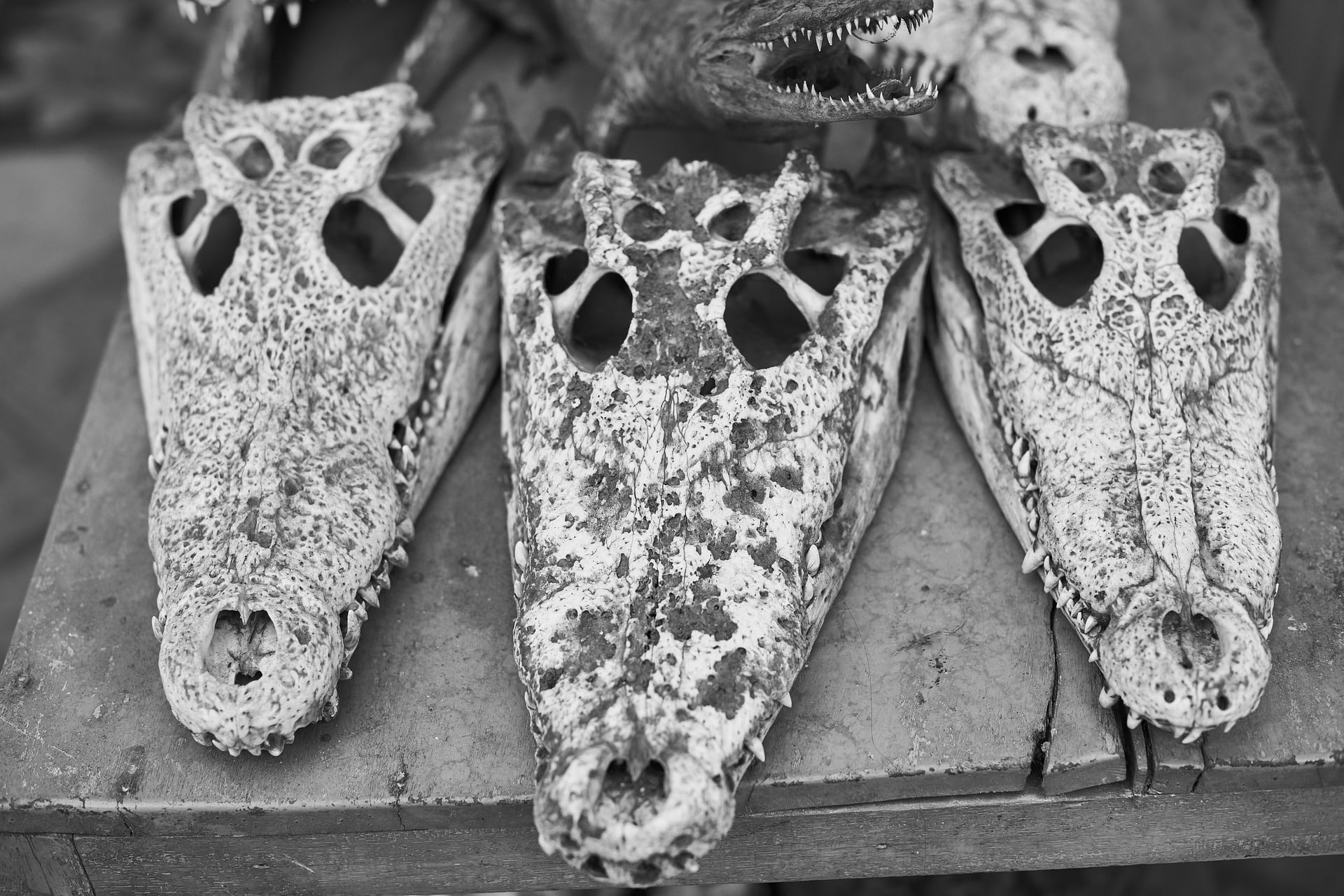 Crânios de crocodilianos no mercado negro