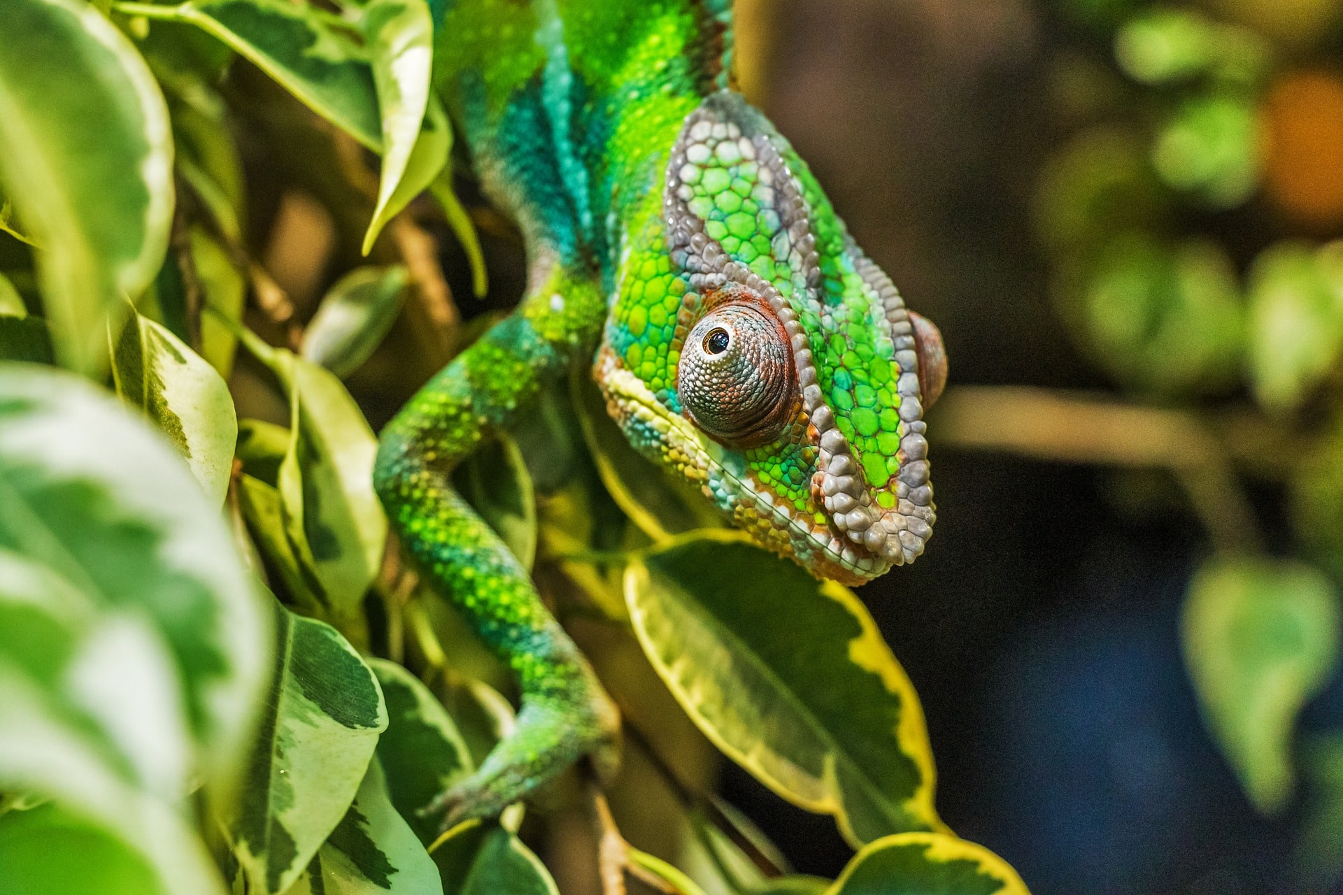 Furcifer pardalis