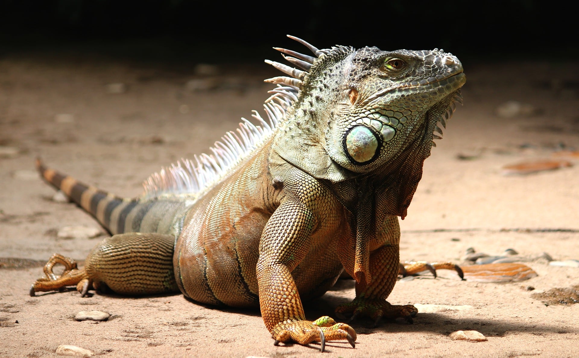 Iguana iguana