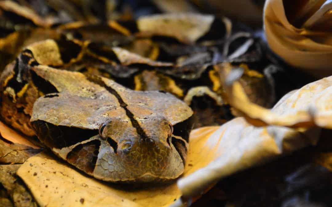 Os mestres do mimetismo e o engenho da camuflagem.