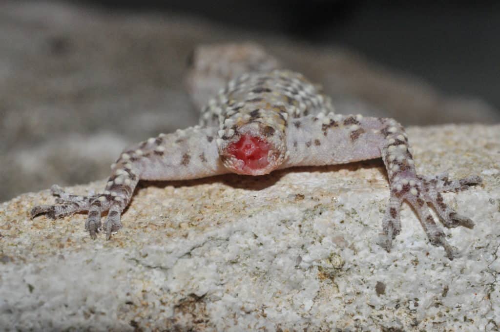 Françoise.Serre COLLET / Herpetologista no MNHN em Paris