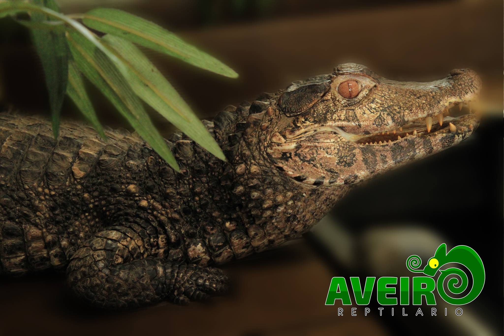 Jacaré-anão (paleosuchus palpebrosus)