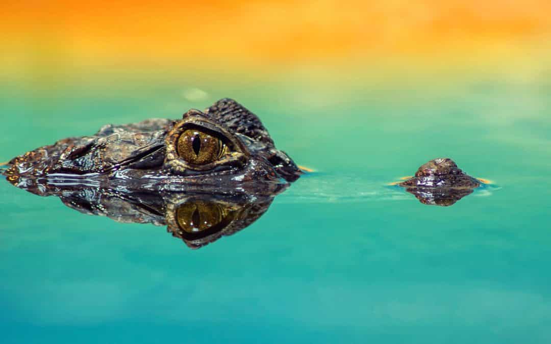 Mandíbulas ferozes – Crocodylia