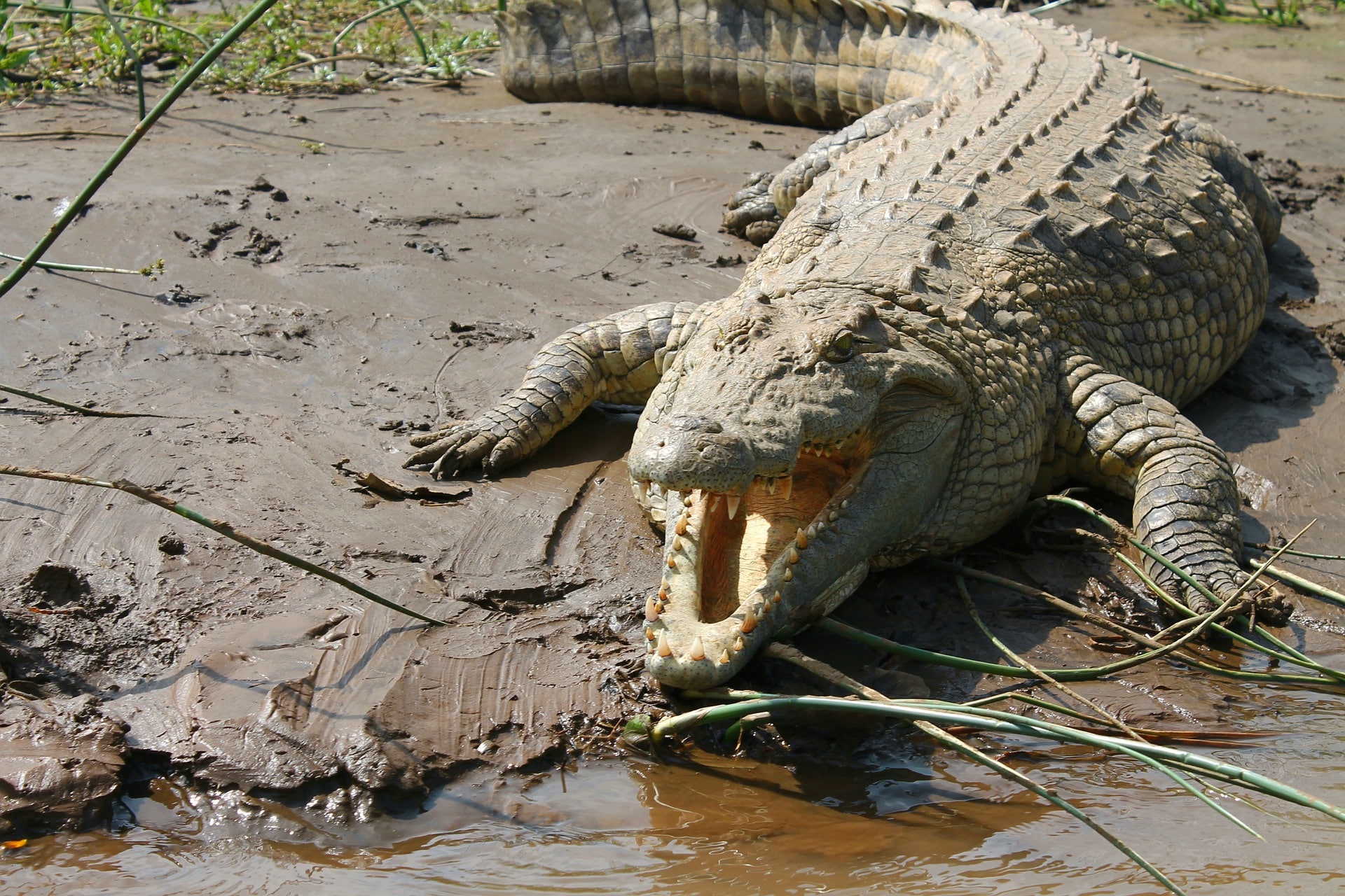 Crocodilo do Nilo - Etiópia
