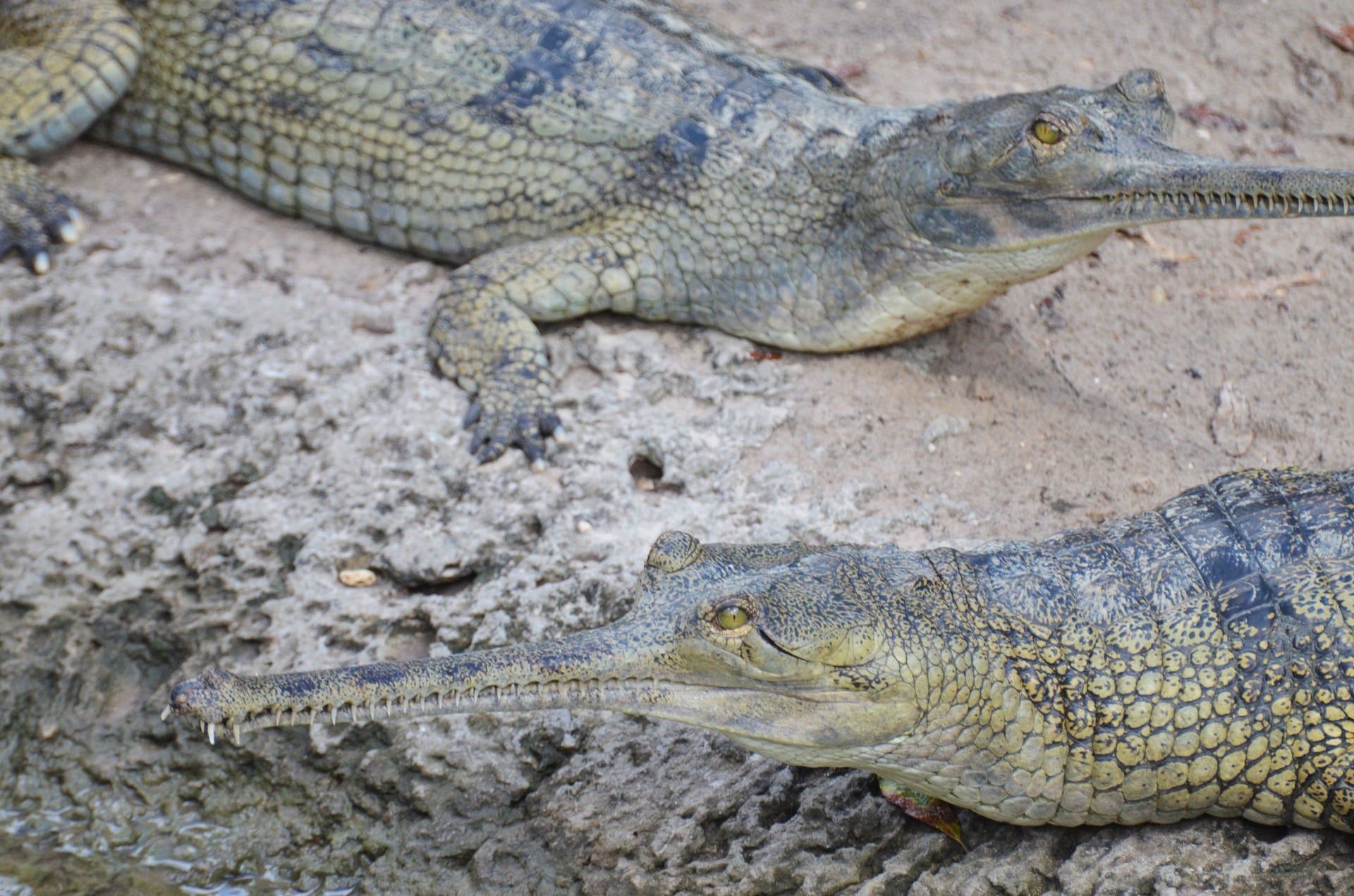 Gavial do Ganges
