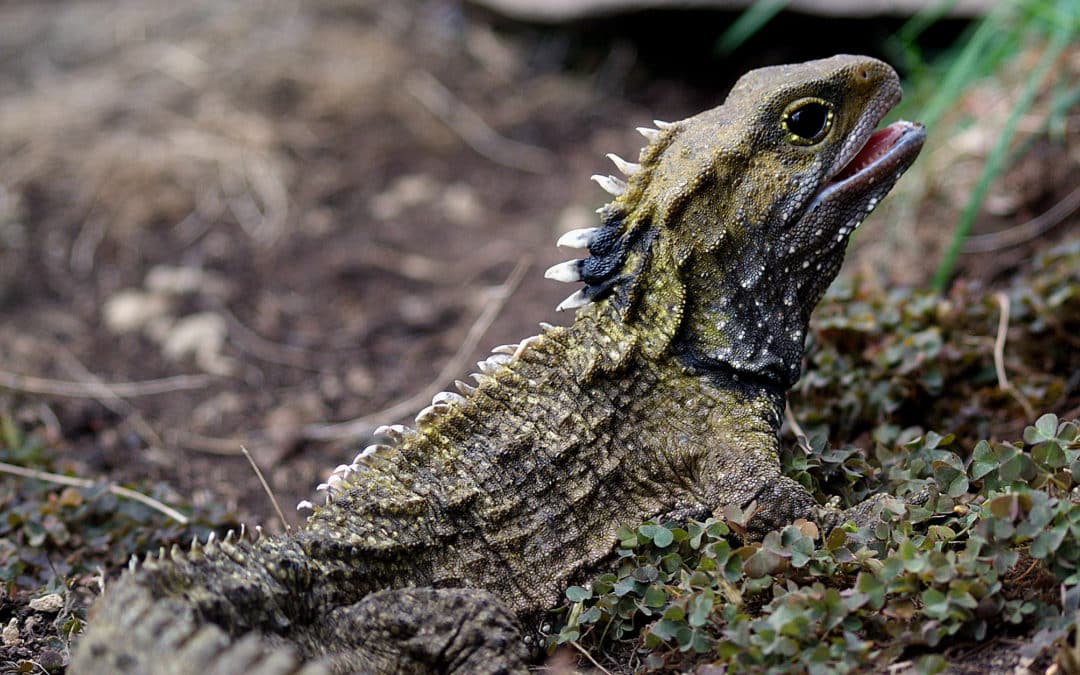 Tuatara – um fóssil vivo