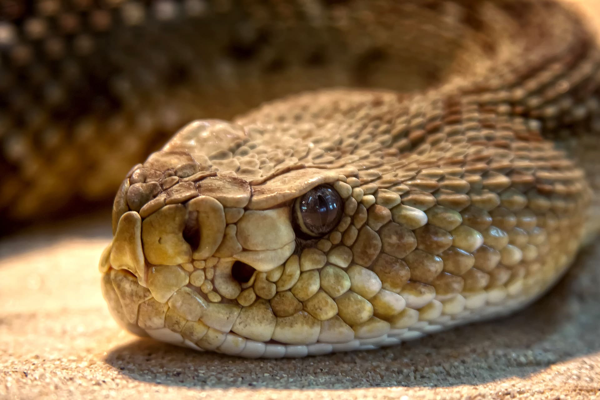 crotalus mitchelli