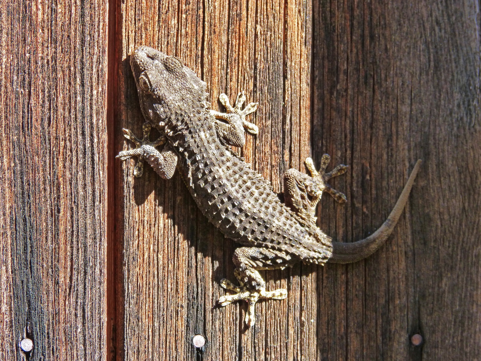Tarentola mauritanica