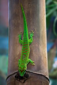 Phelsuma madagascariensis