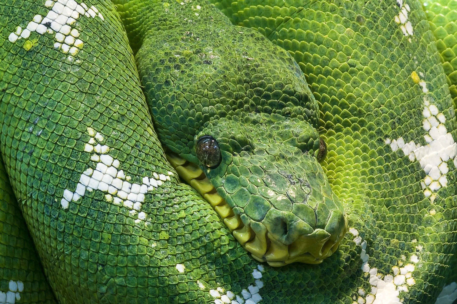 Corallus caninus