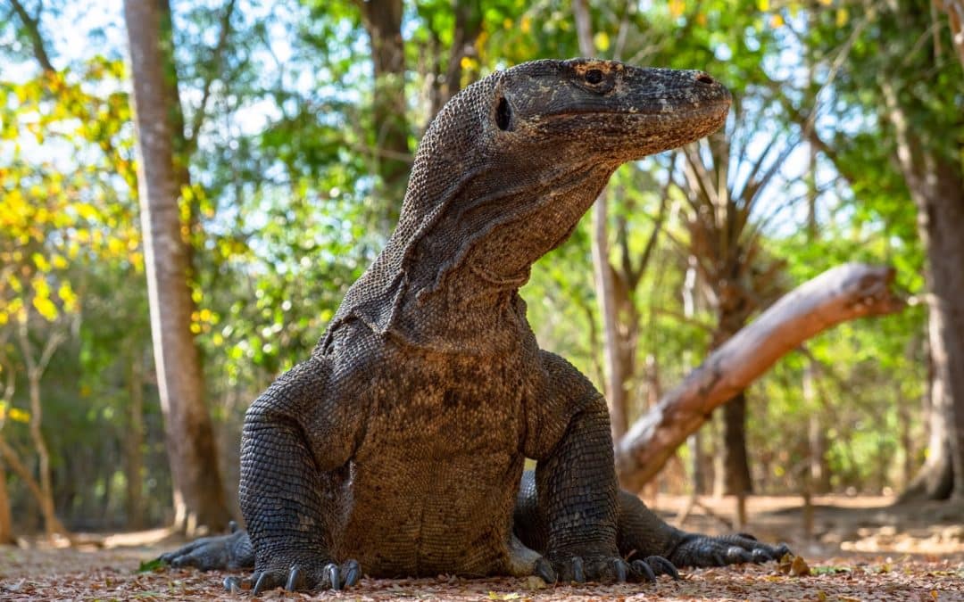 Komodo: uma ilha especial