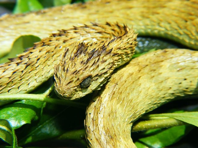 As víboras-das-árvores: género Atheris