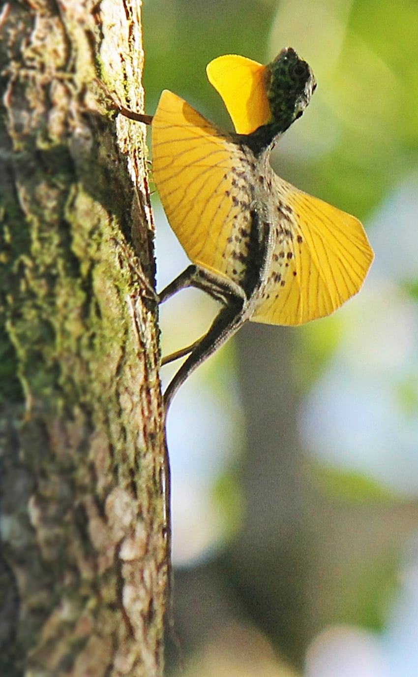 Draco spilonotus - A.S.Kono - Own work