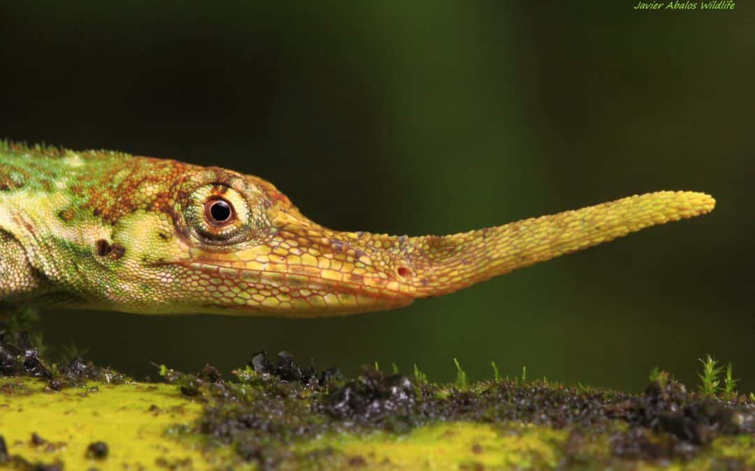 O enigmático “Lagarto Pinóquio”