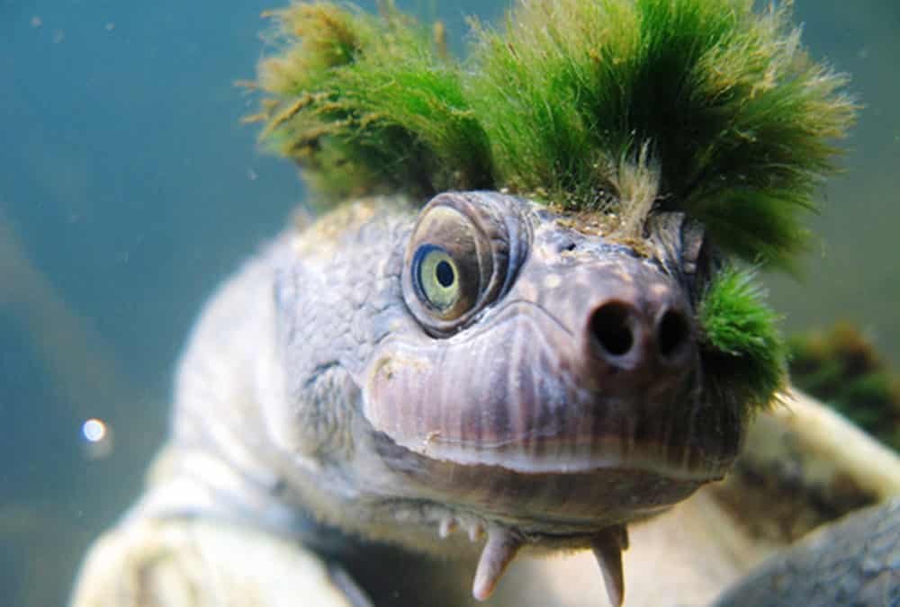 Uma tartaruga com um penteado invulgar