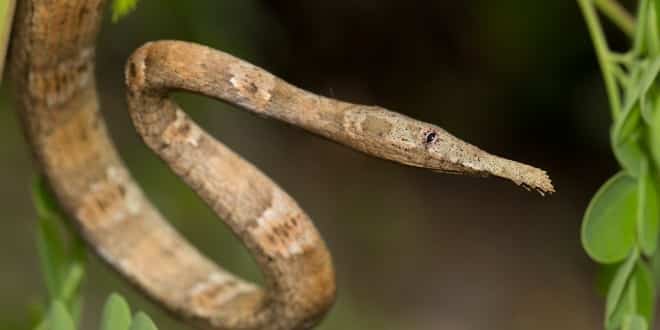 Langaha madagascariensis - Masika sipa [Mada Magazine]