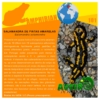 PT101- AMPHIBIAN - Salamandra salamandra