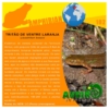 PT101- AMPHIBIAN - Salamandra salamandra