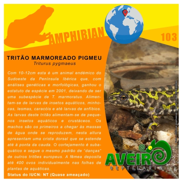 PT103 - AMPHIBIAN - Triturus pygmaeus