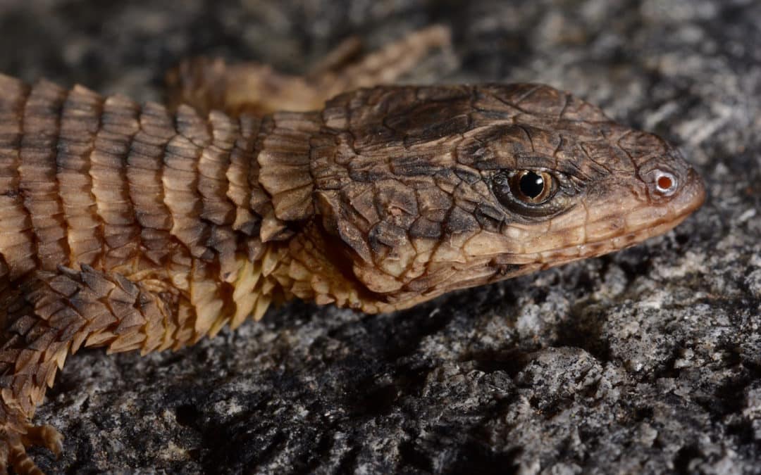 Uma bióloga portuguesa e uma nova espécie de lagarto