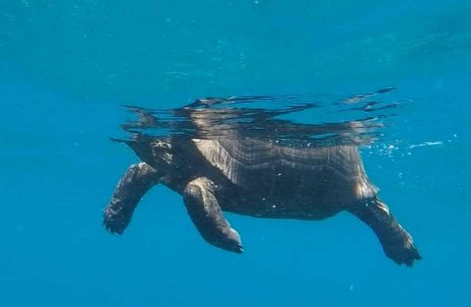 Uma tartaruga gigante de Aldabra em mar aberto!