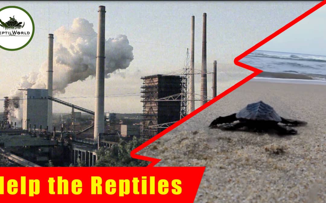 Help the Reptiles – Teaser