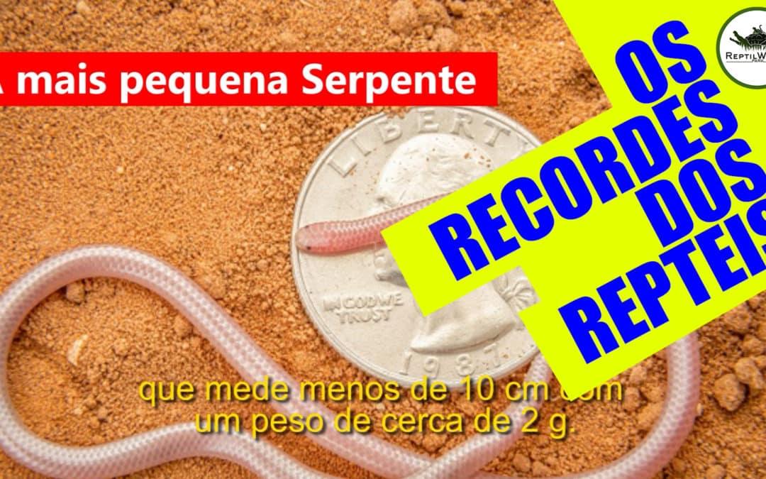 Os recordes dos répteis [Vidéo]