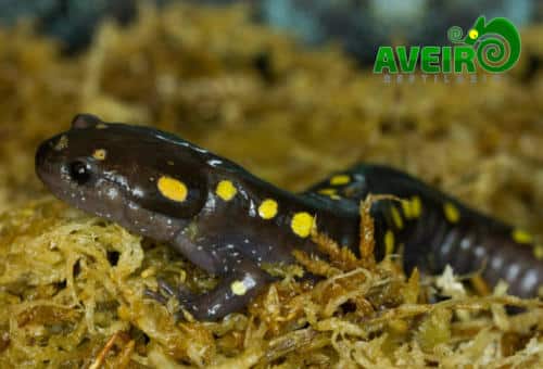 Ambystoma maculatum
