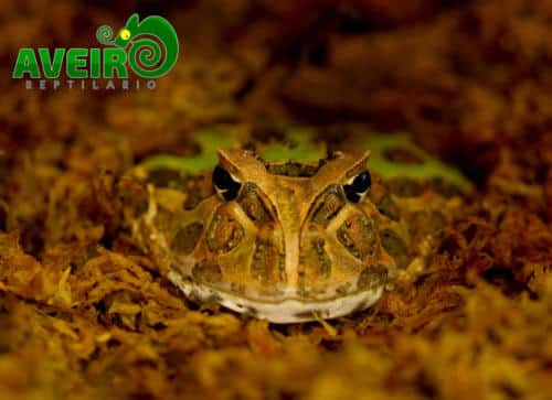 Ceratophrys cranwelli