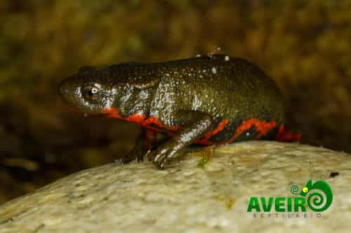Cynops pyrrhogaster
