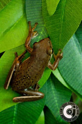 Hyla cinerea