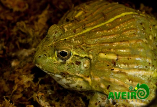 Pyxicephalus aspersus