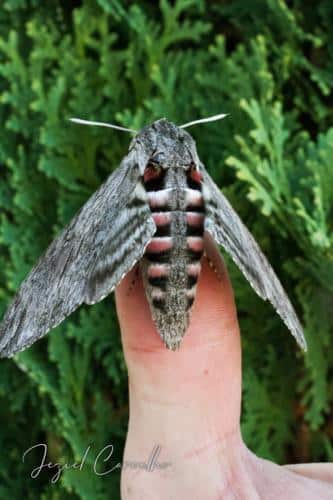 Agrius convolvuli