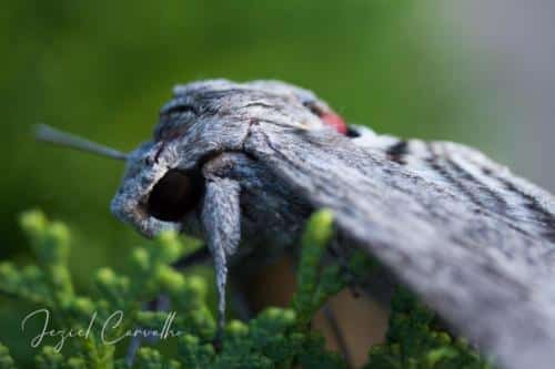 Agrius convolvuli