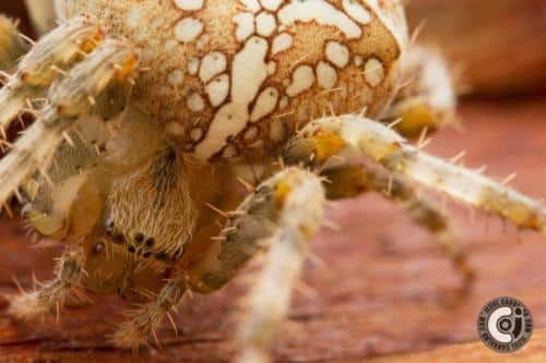 Araneus quadratus