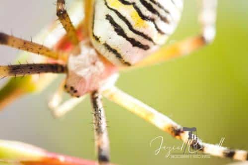Aranha-de-jardim (Argiope bruennichi)
