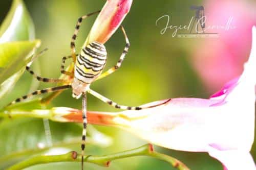 Aranha-de-jardim (Argiope bruennichi)