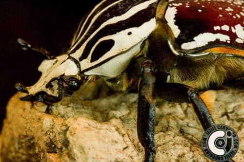 Goliathus goliatus