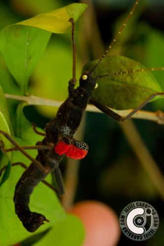 Peruphasma schultei