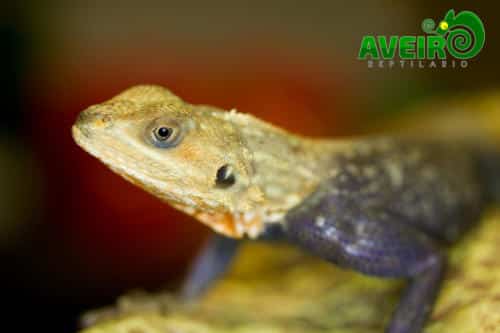Agama agama