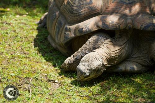 Aldabrachelys gigantea