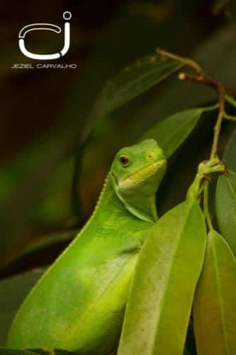 Brachylophus fasciatus