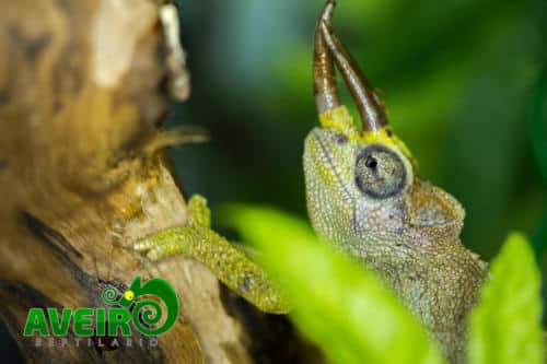 Chamaeleo jacksonii merumontanus