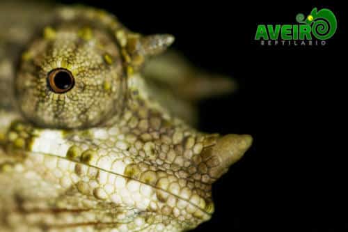 Chamaeleo jacksonii xantholophus
