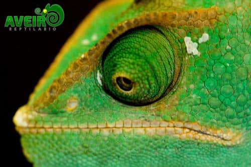 Chameleo calyptratus