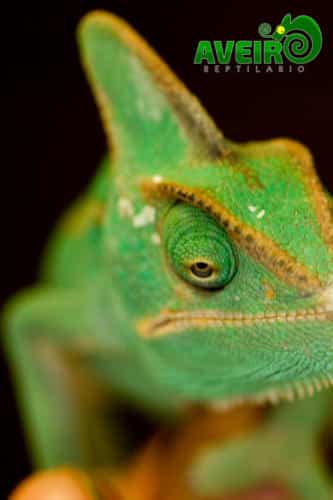 Chameleo calyptratus2