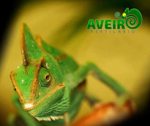 Chameleo calyptratus3