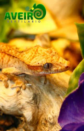Correlophus ciliatus